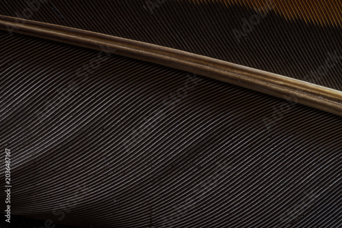 Obraz na plátně Macro Shot of Bird Feather Texture,Extreme close-up detail showcasing the intricate, parallel structures and natural color patterns of an exotic bird feather, highlighting the organic beauty