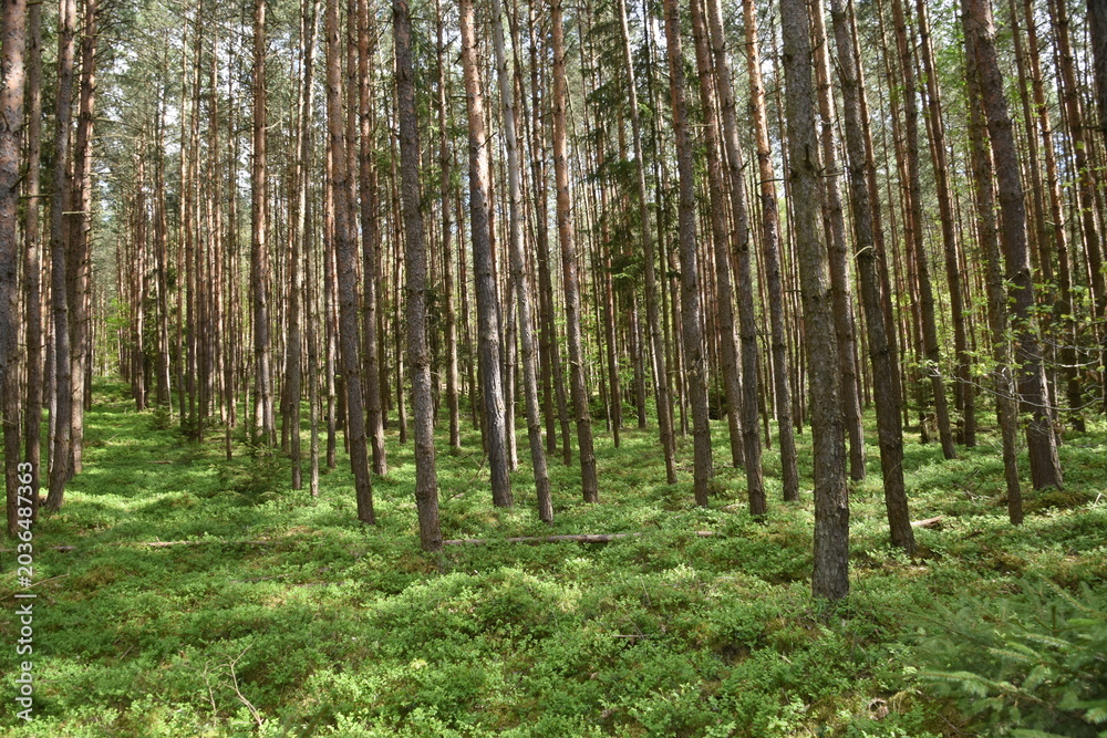 Naklejka premium trees in the forest