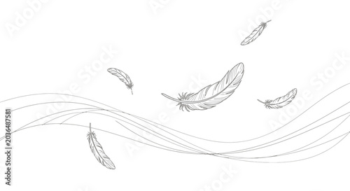 Photos Gentle Feathers Floating on Air Currents, Softness and Lightness