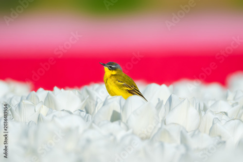 Photos Western yellow wagtail bird sitting on a tulip in a blooming field