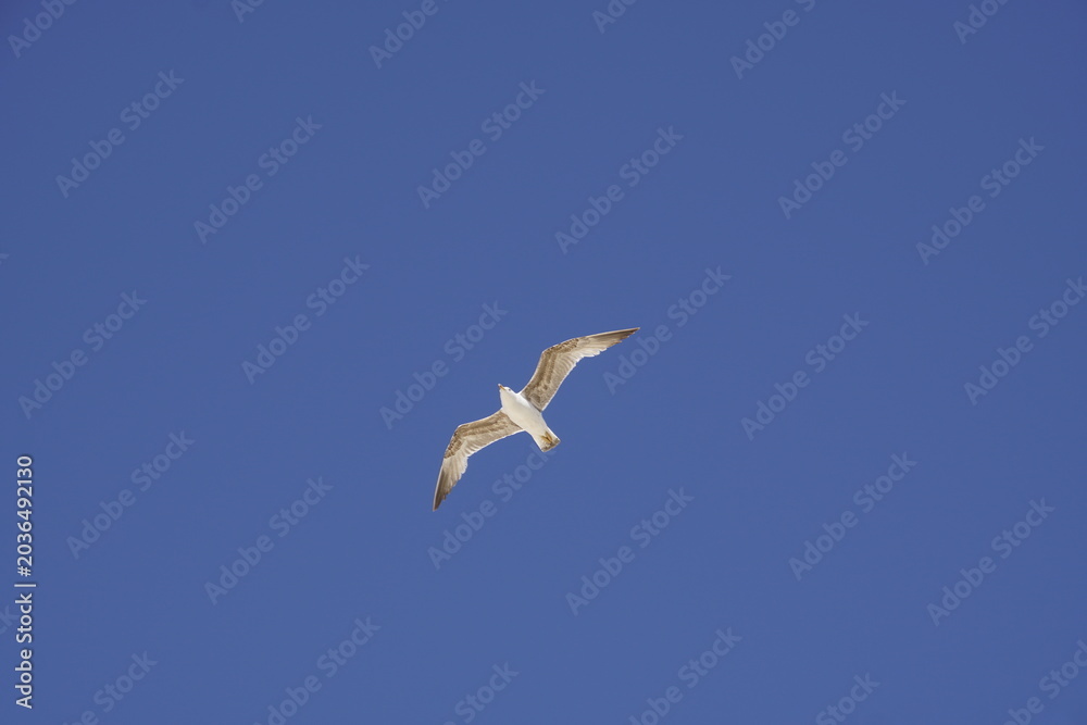 Obraz premium A seagull soars in a clear blue sky. It's a herring gull, specifically a juvenile, judging by its mottled brown plumage. These birds are often found along the coast.