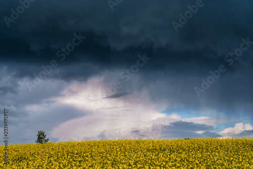 field of yellow rape