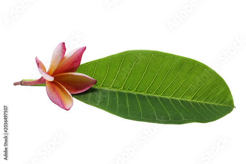 Pink frangipani or plumeria flower with green leaves 