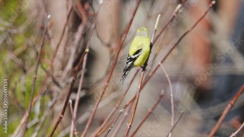 Birds perched on branches in a garden during spring season observing the surroundings and moving to find food