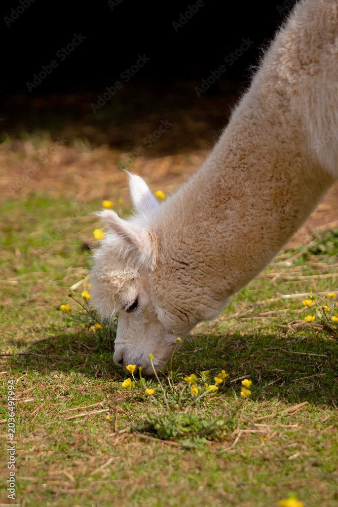 Fototapeta premium Alpaca grazing on green grass with yellow flowers