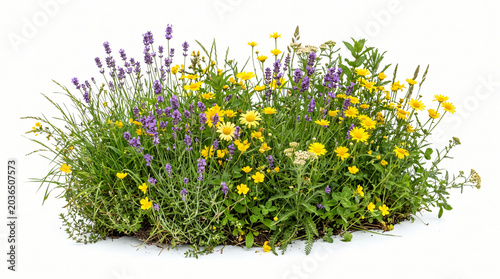 Isolated blooming meadow patch with purple lavender, yellow daisies, and fresh wild herbs, dense summer grass, natural floral arrangement, realistic botanical composition, white background 