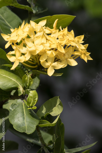 Close up of Small  Ixora flower