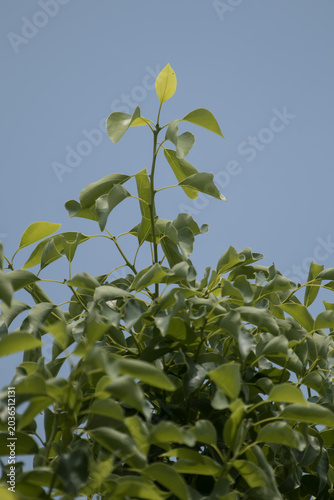 Cinnamomum camphora tree