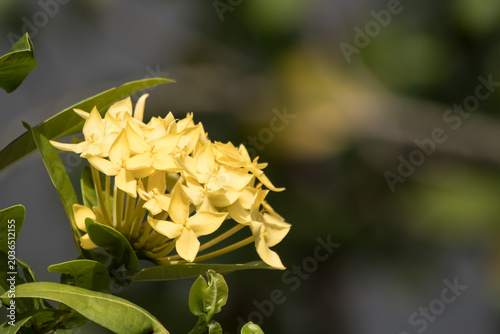 Close up of Small  Ixora flower