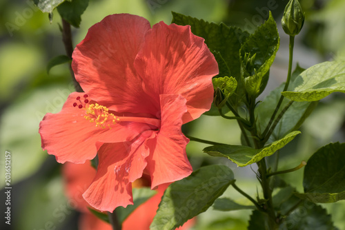 Close up Pollen of red Hibiscus rosa-sinensis