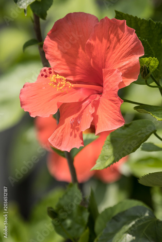 Close up Pollen of red Hibiscus rosa-sinensis