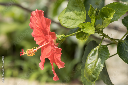 Close up Pollen of red Hibiscus rosa-sinensis