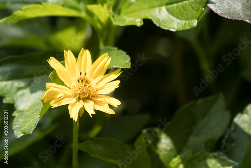 Closeup Small Singapore daisy flower