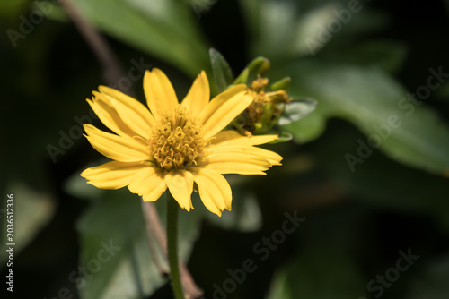 Closeup Small Singapore daisy flower
