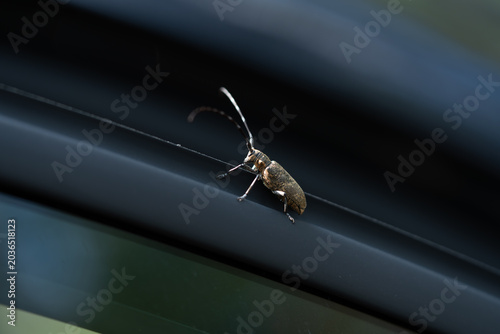 Bild auf Leinwand A black longhorn beetle is sitting on a narrow object against a dark background