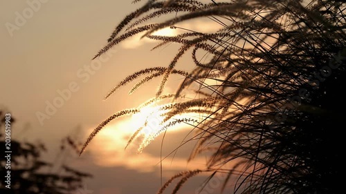 Silhouetted Wild Grass Against Golden Sunset Sky