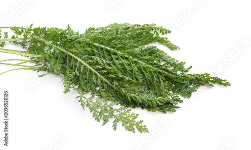 Green yarrow leaves on a white background.