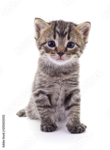 Little tabby kitten on a white background.