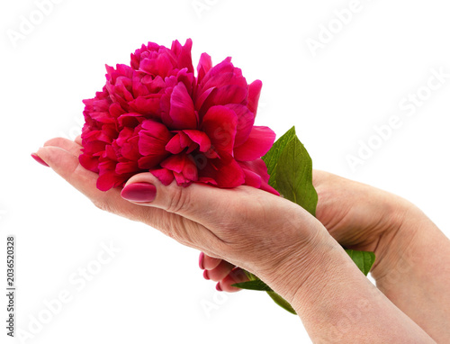 Red peony flower in female hands.
