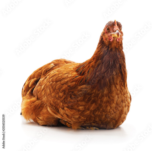 Brown chicken on a white background.
