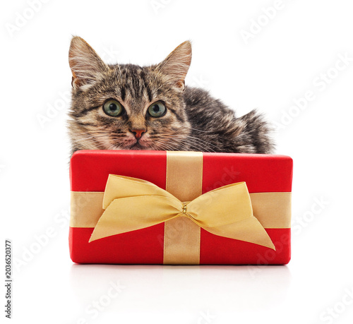 Tabby kitten with a red gift box.