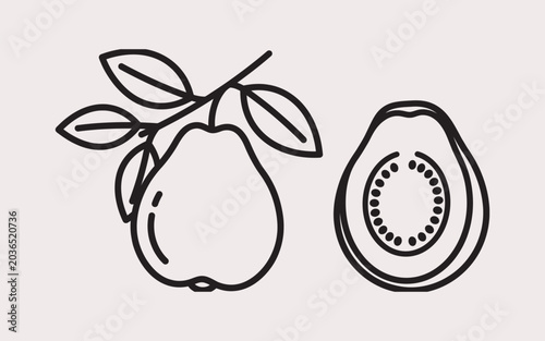Guava Fruit Vector Icon Line Drawing