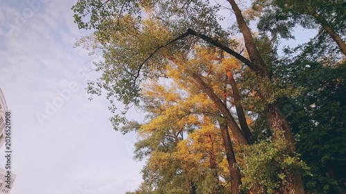 Tall Autumn Trees Against Blue Sky