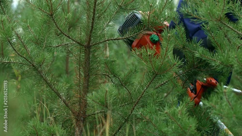 Forestry Worker Trimming Young Pine Trees in Forest