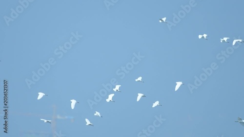 White Birds Flying Across Clear Blue Sky