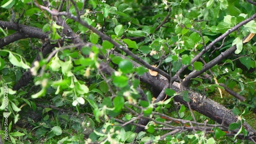 Handyman or arborist using a powerful chainsaw to cut a thick tree branch, generating sawdust and bark fragments flying in the air during landscaping work