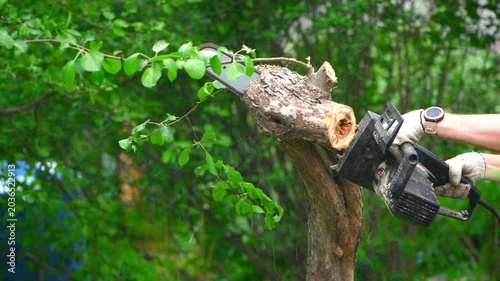 Handyman or arborist using a powerful chainsaw to cut a thick tree branch, generating sawdust and bark fragments flying in the air during landscaping work