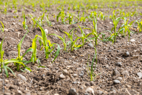 Foto Young Corn Seedlings Sprouting in Rows on Stony Agricultural Field Spring France