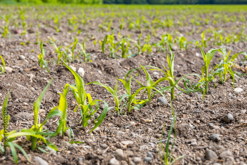 Foto Young Corn Seedlings Sprouting in Rows on Stony Agricultural Field Spring France