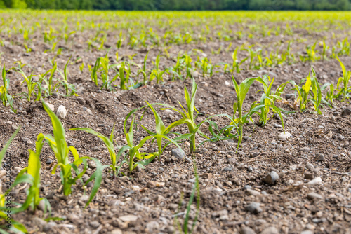 Schilderij op canvas Young Corn Seedlings Sprouting in Rows on Stony Agricultural Field Spring France