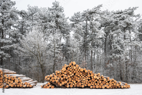 Baumstämme Stapel in winterlichem Wald