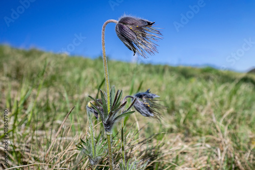 Kuhschelle auf Wiese