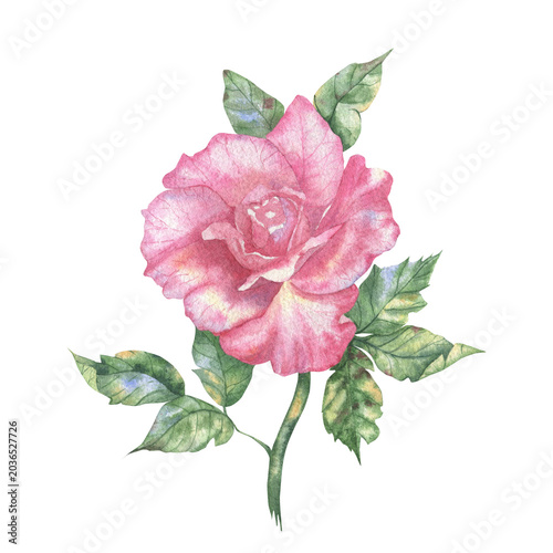 Cuadro en lienzo delicate watercolor rose hand-drawn on a white background.