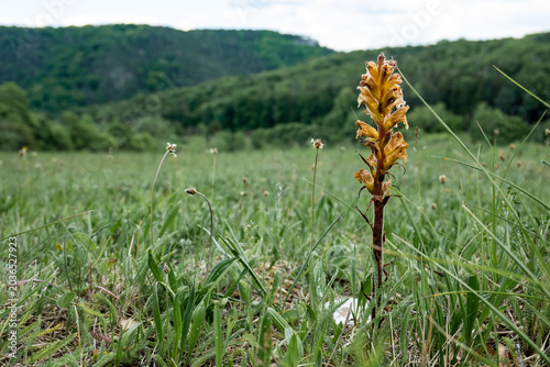 Kleine Sommerwurz in Wiese