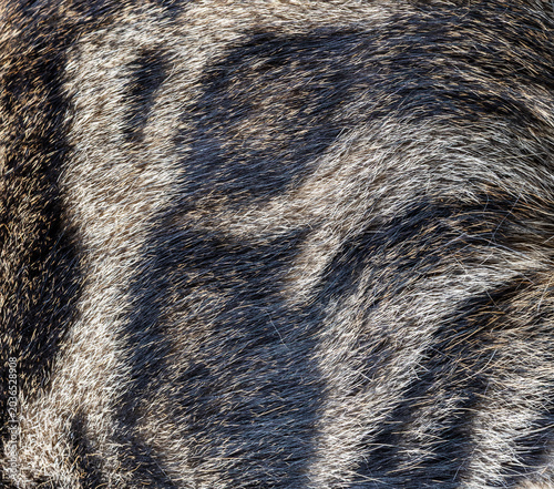 Texture of a cat's skin with patterns