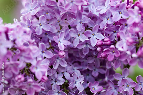 Purple background, close-up of lilac flowers in the photo