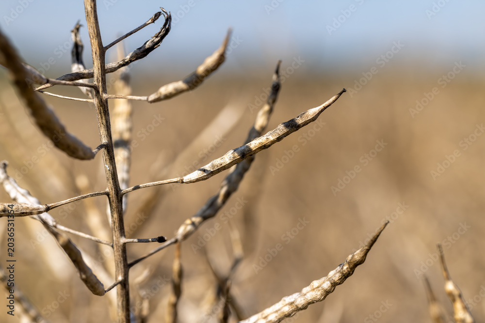 Fototapeta premium golden rapeseed in the field, rapeseed field