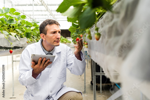 Scientist in a greenhouse inspects ripening strawberries with a tablet, monitoring crop health and growth in a hydroponic system.