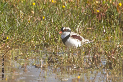 Black-fronted Dotterel, (Elseyornis melanops), in a small pond, near Geelong, Victoria, Australia.