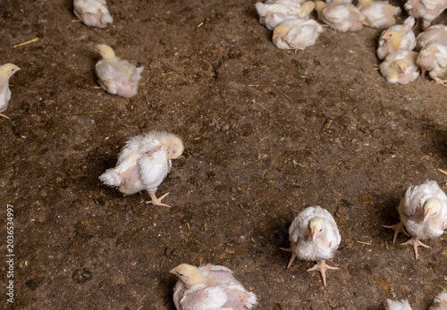 Foto fat chickens in a large industrial enterprise in the field of poultry farming, f