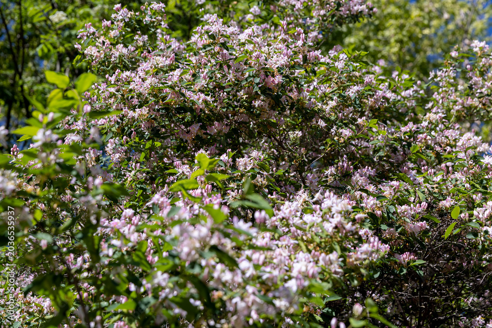 Fototapeta premium a shrub with red and white flowers in spring, soft focus