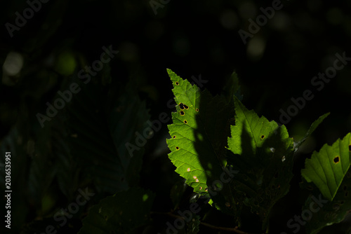 An isolated leaf, illuminated only by the sun that enters between the rest of the tree branches.