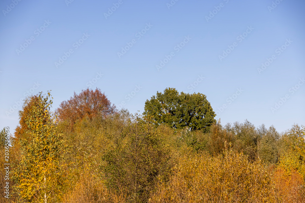 Fototapeta premium autumn beautiful landscape with different types of trees during sunset, calm weather without wind