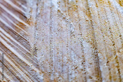 Macro texture of raw sawn wood grain