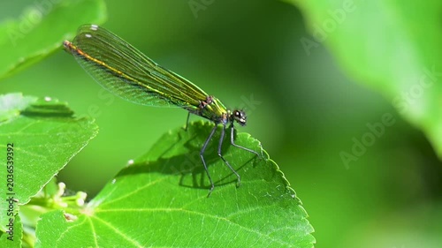 video of a beautiful dragonfly in summer