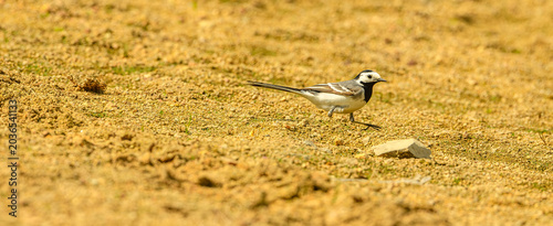 Foto white wagtail (Motacilla alba) on ground